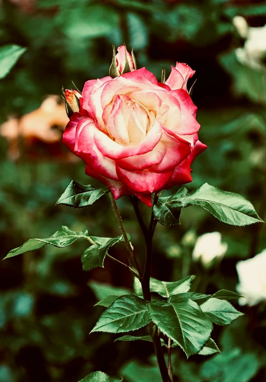 the red rose is blooming very slowly