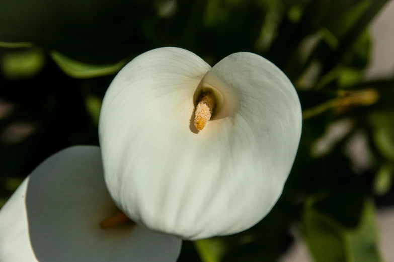 the petals of the white flower are open