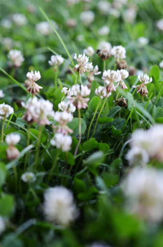 a bunch of white flowers that are in some grass