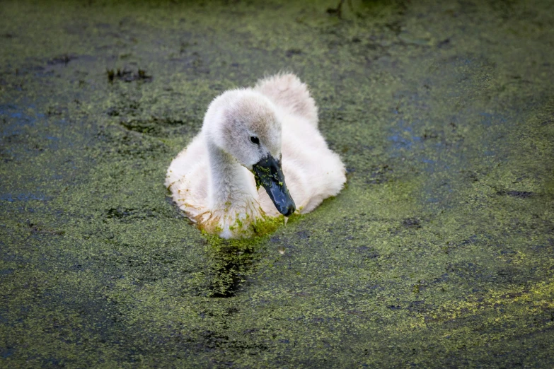 a bird is floating in a pond surrounded by green algae