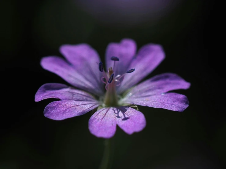 small purple flower blooming from the center of a stalk