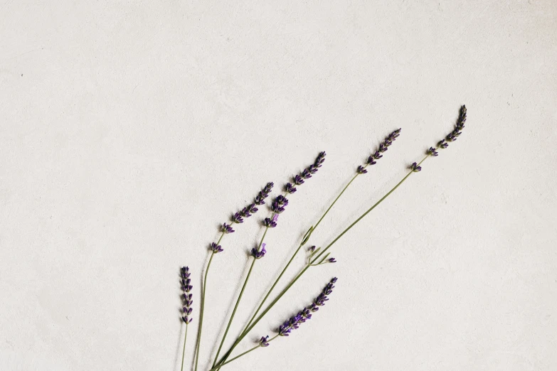 an arrangement of lavender flowers sitting in a vase