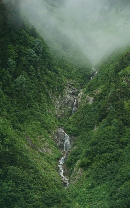a small stream running through a forest with mist covered mountains