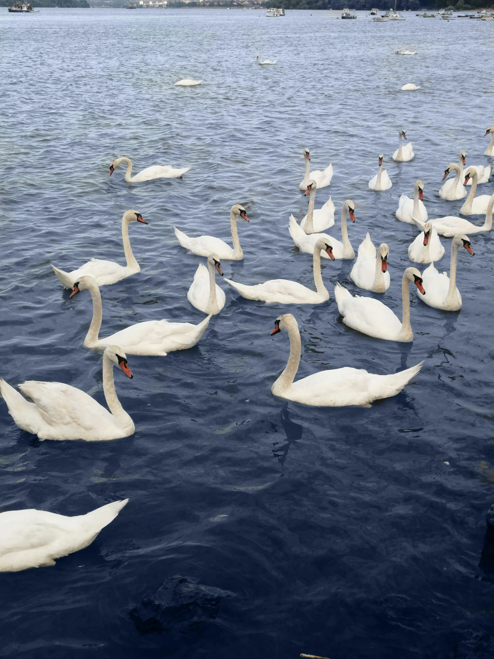 several swans swimming in water near the shore