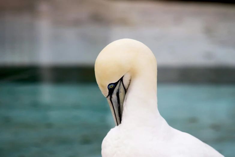 a seagull stands on one leg looking forward