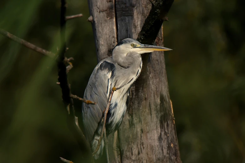 a small bird perched on top of a wooden nch