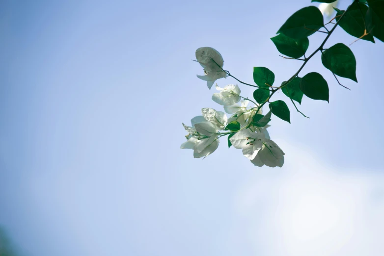 a few white flowers on a tree against the sky