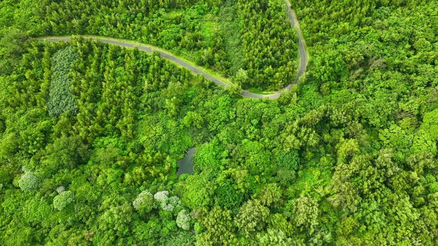 a green forest covered in lush green trees