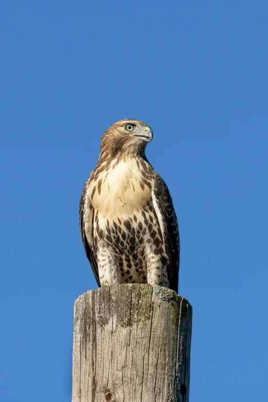 a bird that is sitting on a pole