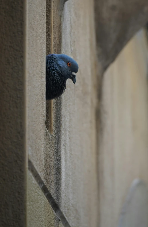 a bird is looking at another on the wall