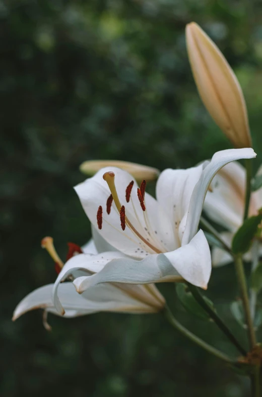 closeup of white lily flower with green background