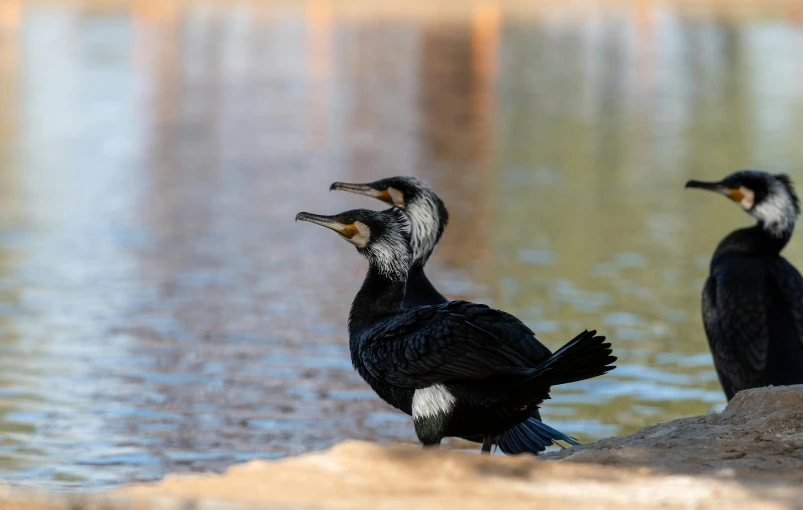 two small black birds standing in front of a body of water