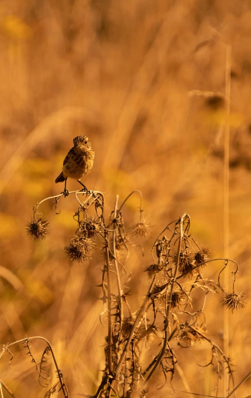 bird sitting on a tree nch and looking ahead