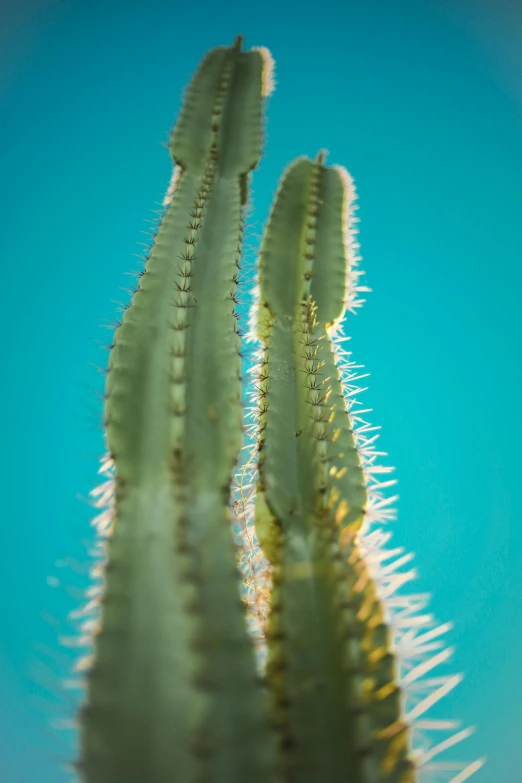 a cactus that is standing in the air