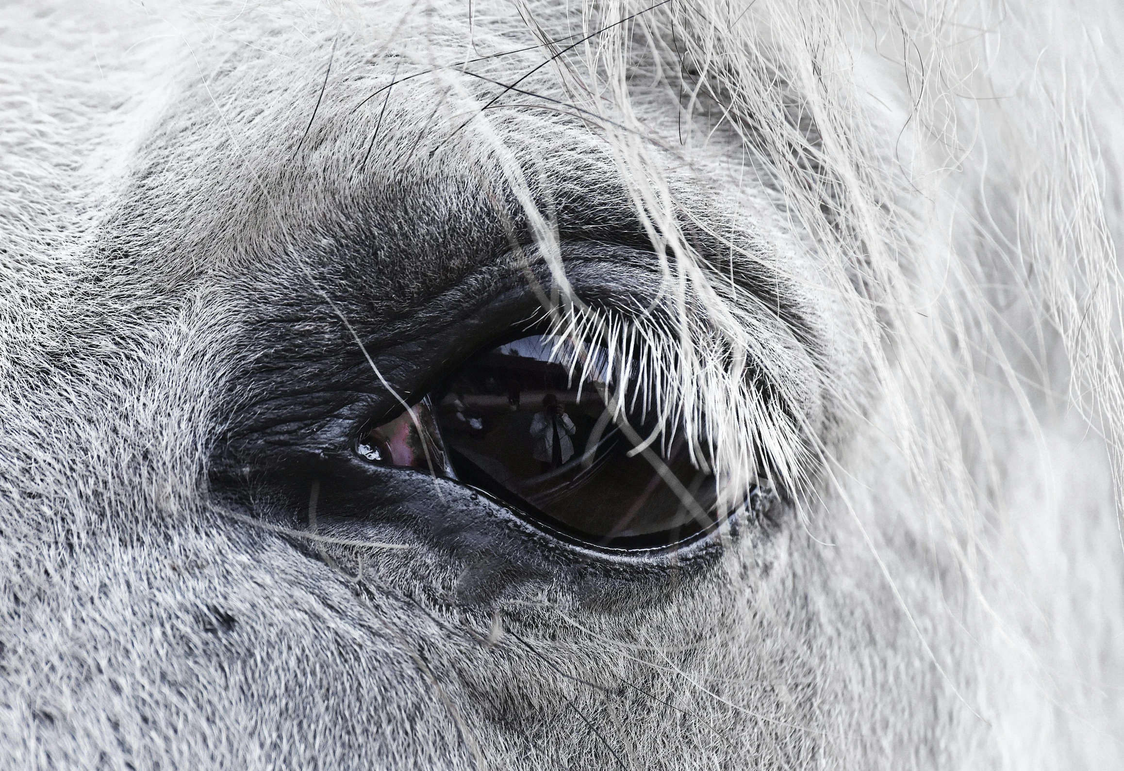 a white horse's eye and head is seen through a piece of frosted glass