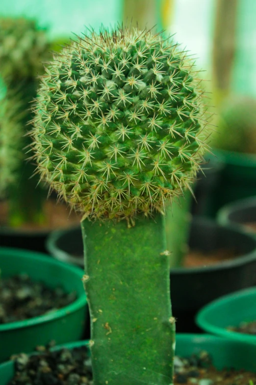 small cactus in pots with plants and dirt