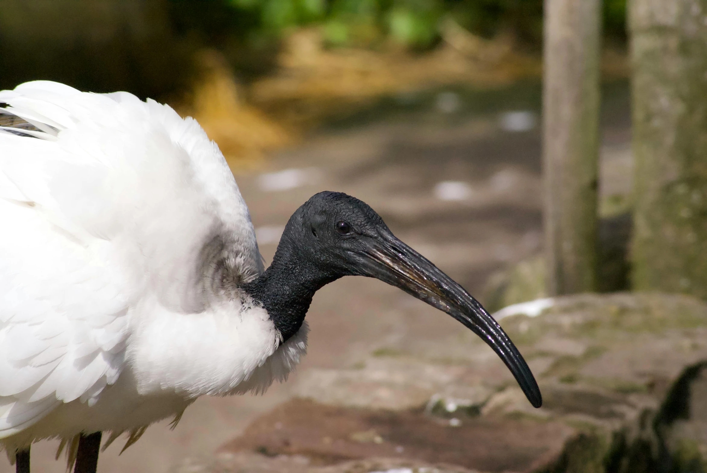 a large white bird with a long beak on top of rocks