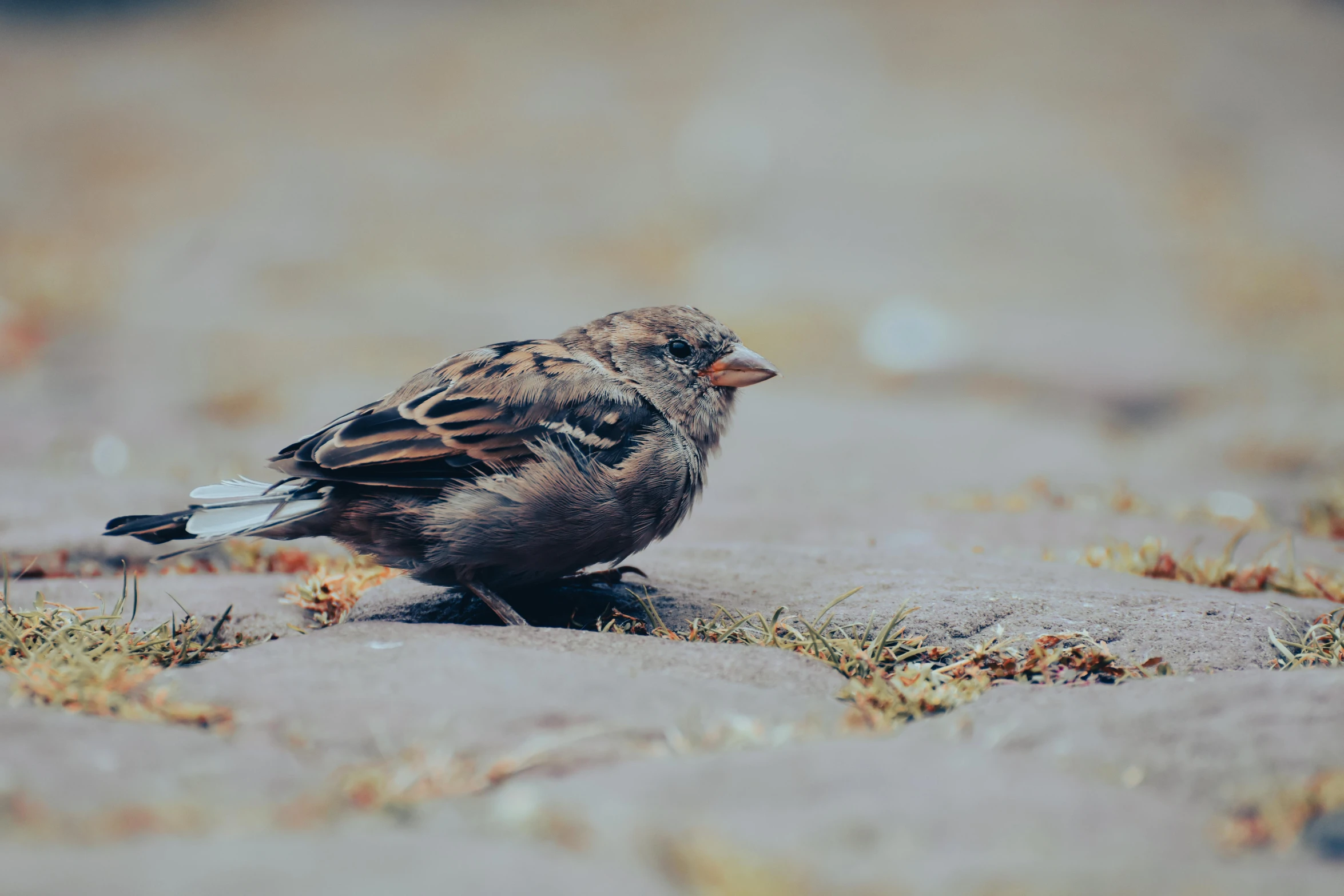 bird sitting on beach with grass and rocks behind