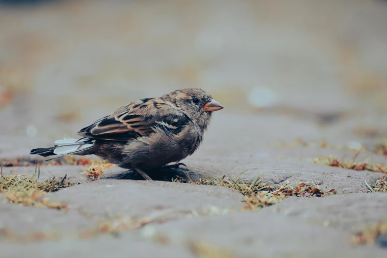 bird sitting on beach with grass and rocks behind