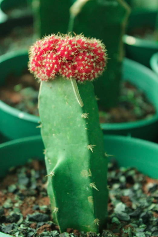 a green and red plant with little flowers