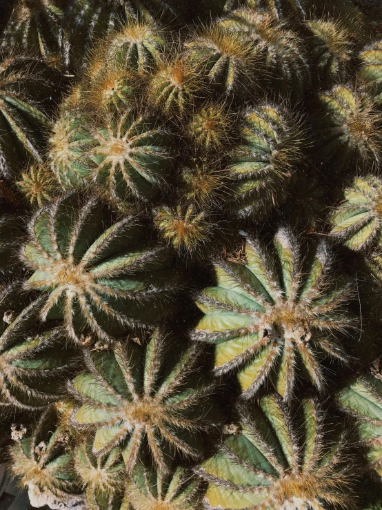 the top view of a small cactus plant