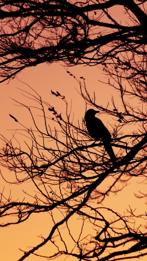 two birds perch in a bare tree at sunset