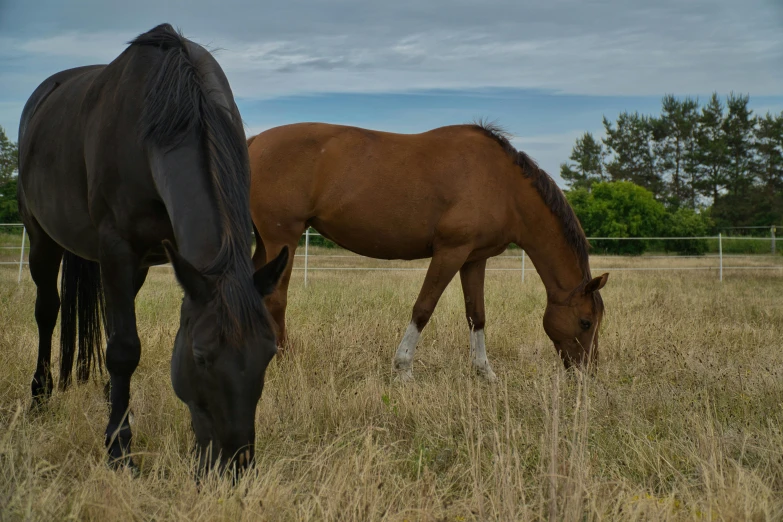 two horses grazing in a field of grass