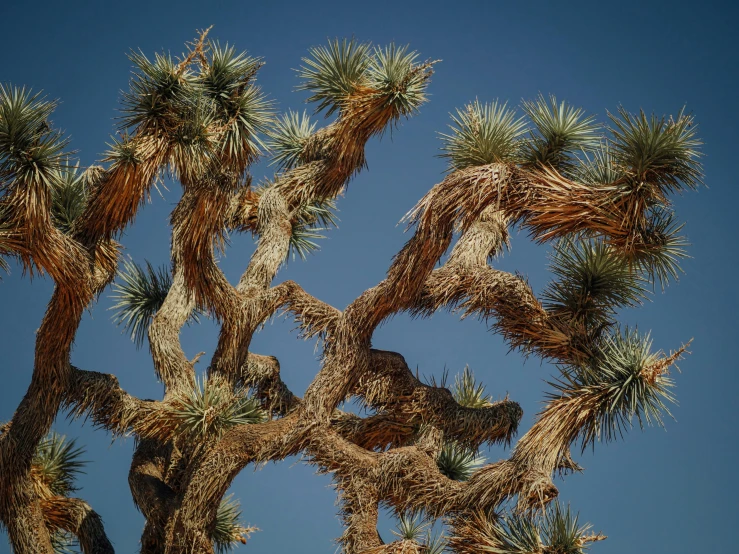 a large tree has many nches and tiny plants growing from it