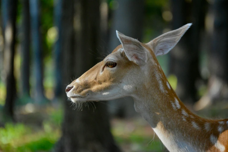 an image of a deer looking to the left