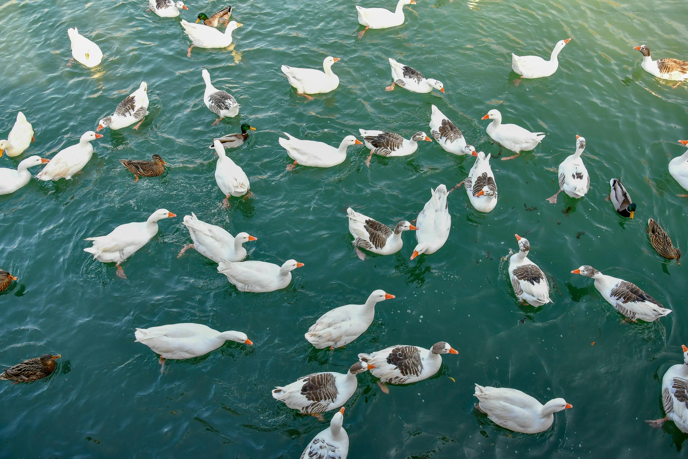 a bunch of ducks floating on top of water