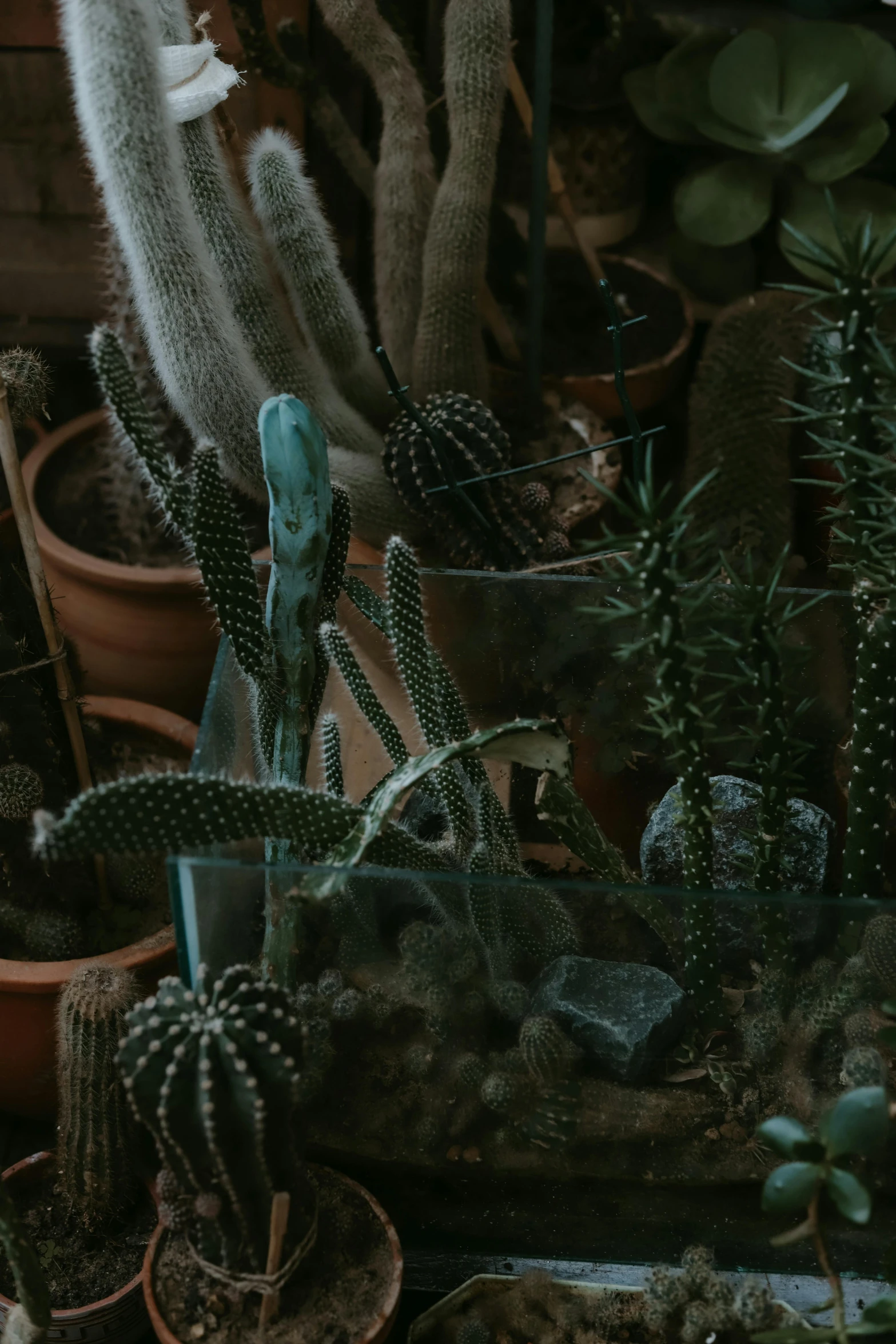 a variety of plants and cactus in a pot with moss on them