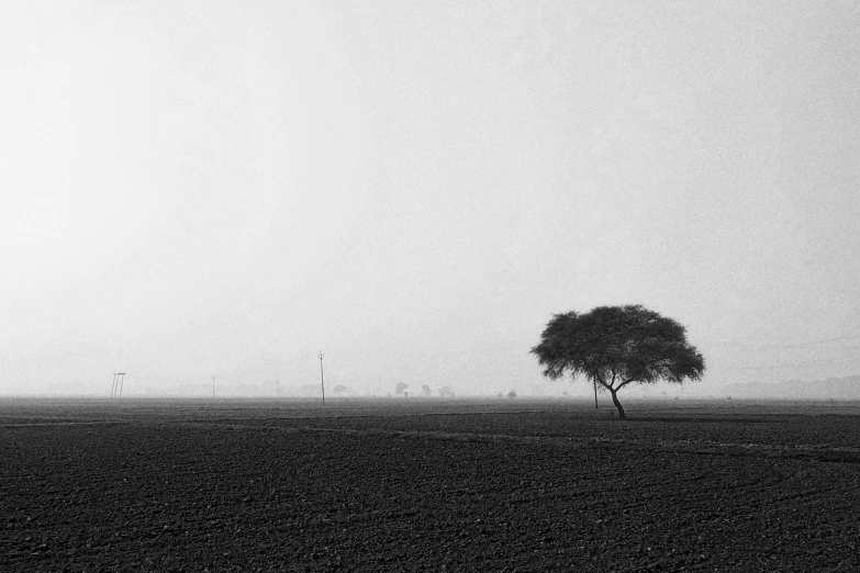 the lonely tree stands alone in the misty field