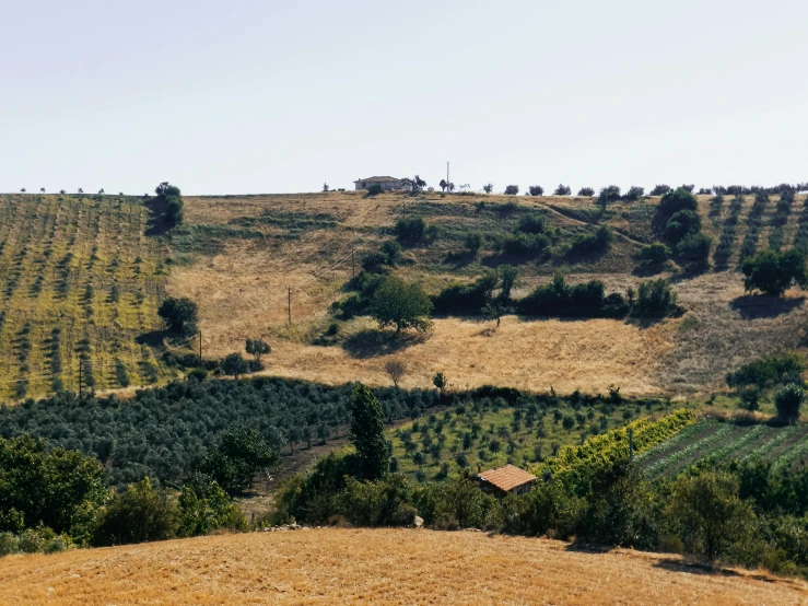 a couple of horses are standing on a hillside