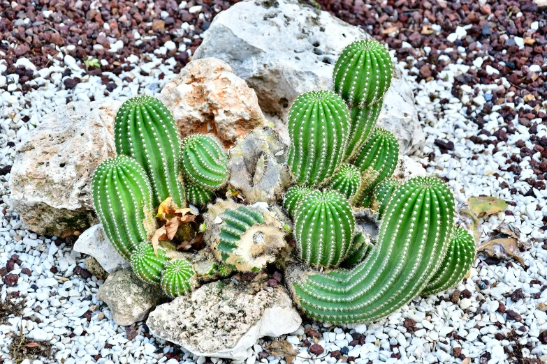 an arrangement of cactus and rocks on a rocky area