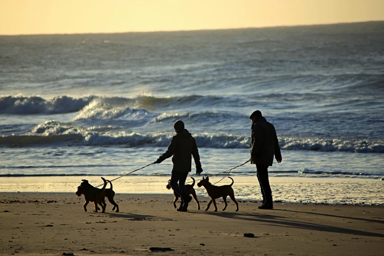 two people walking dogs on the beach with waves in the background