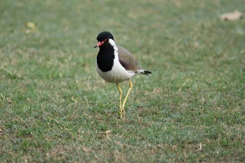 a small bird is standing in the grass