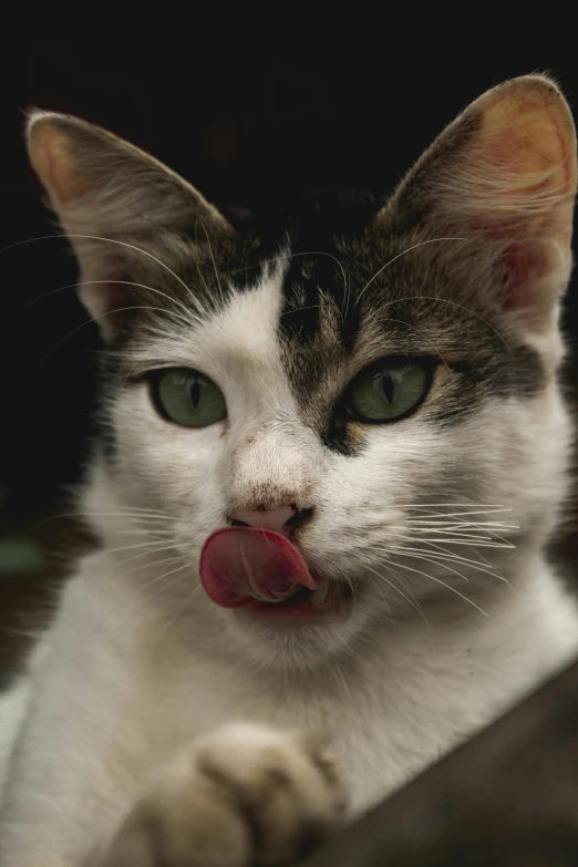 a cat is sticking its tongue out with green eyes