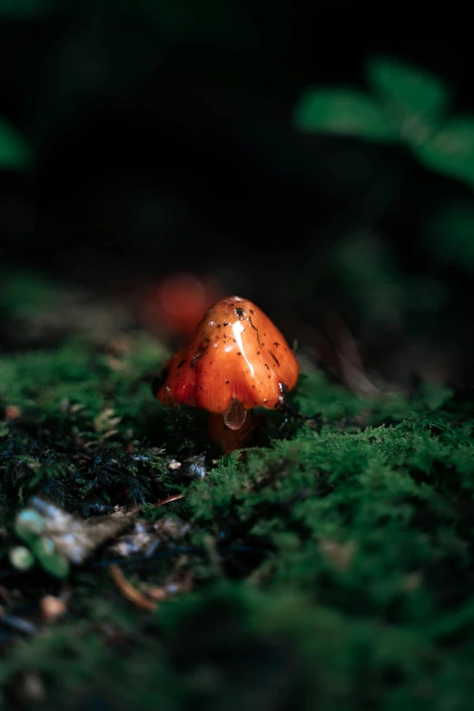 small mushroom sitting on green mossy ground