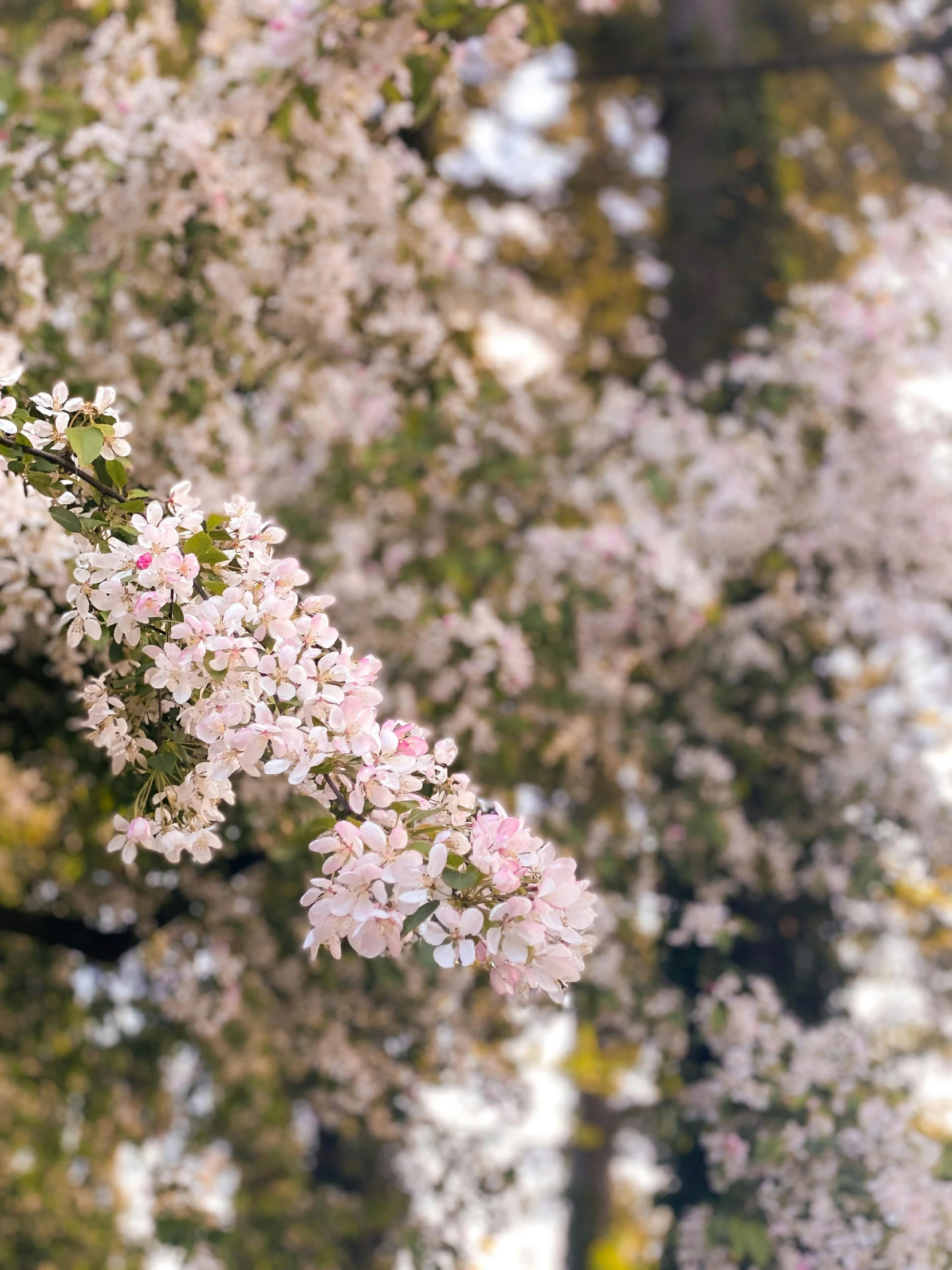 white and pink flowers grow on trees in the forest