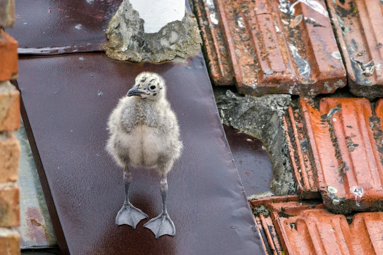 a baby bird standing on the roof of a house