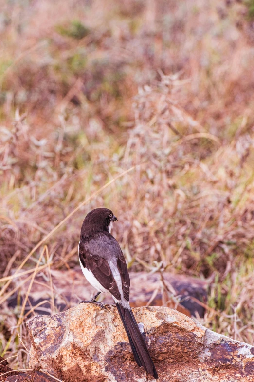 a bird standing on a rock in a field