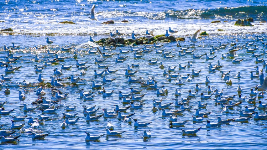 a group of birds in the water at the beach