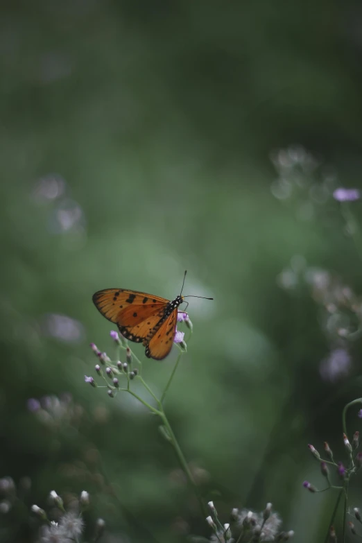 a small erfly that is perched on a flower