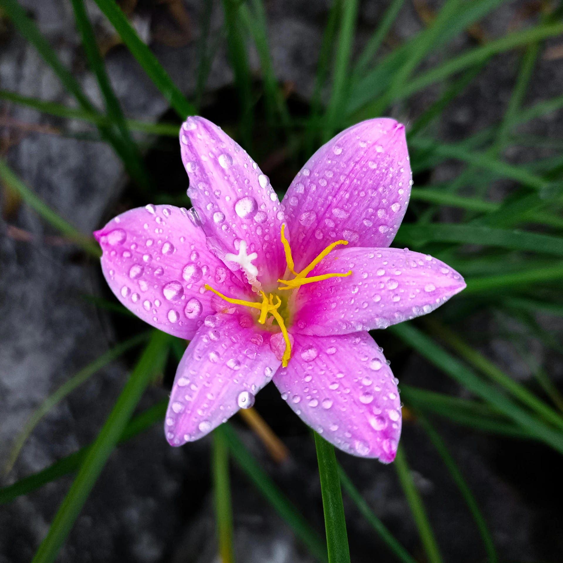 a pink flower with water droplets on its petals