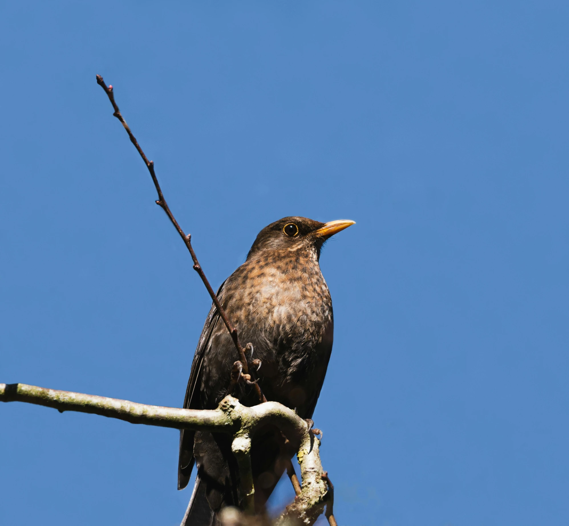 a bird sits on the nch of a tree