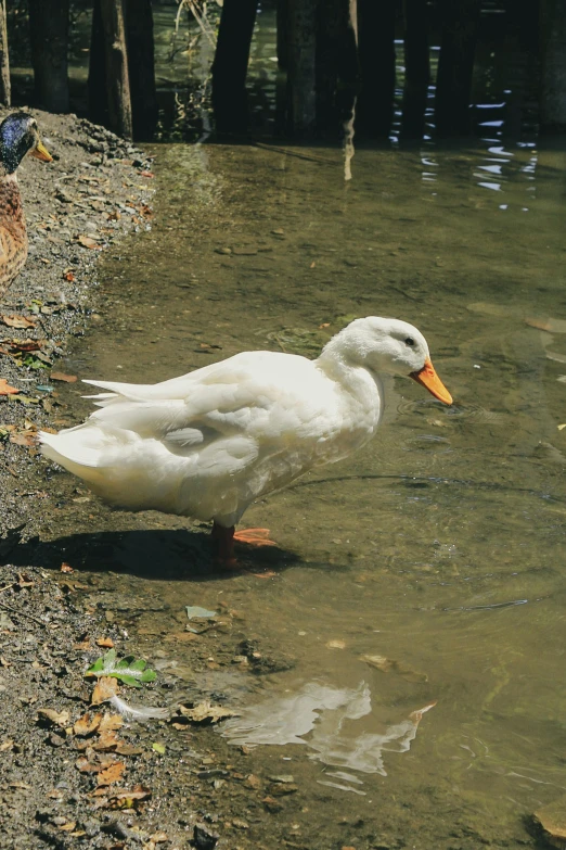 a white duck standing in some dirty water