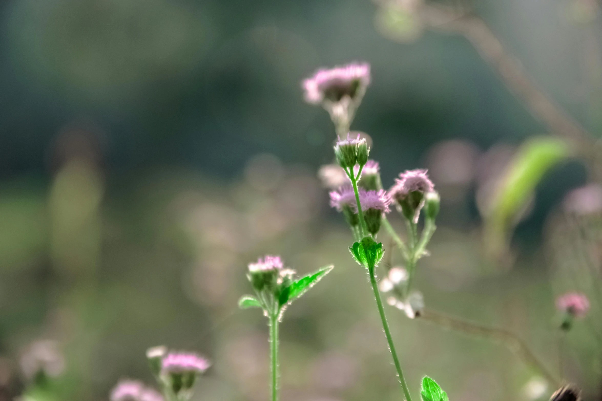 small purple flower in green and yellow background