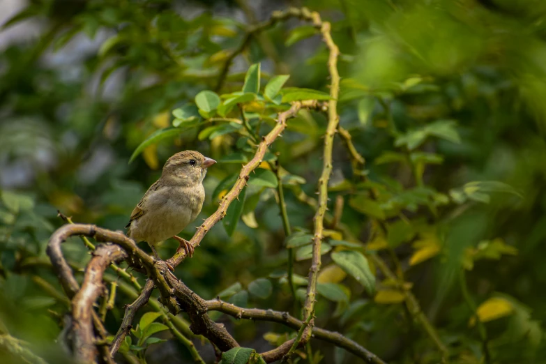 a bird that is standing on a tree limb