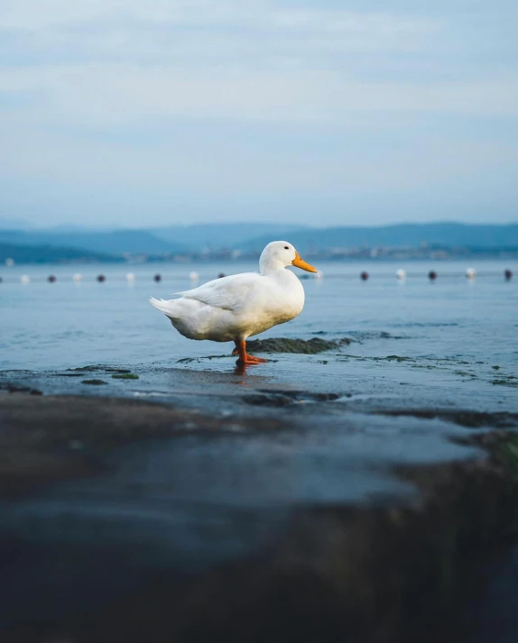 a large duck is standing in the water