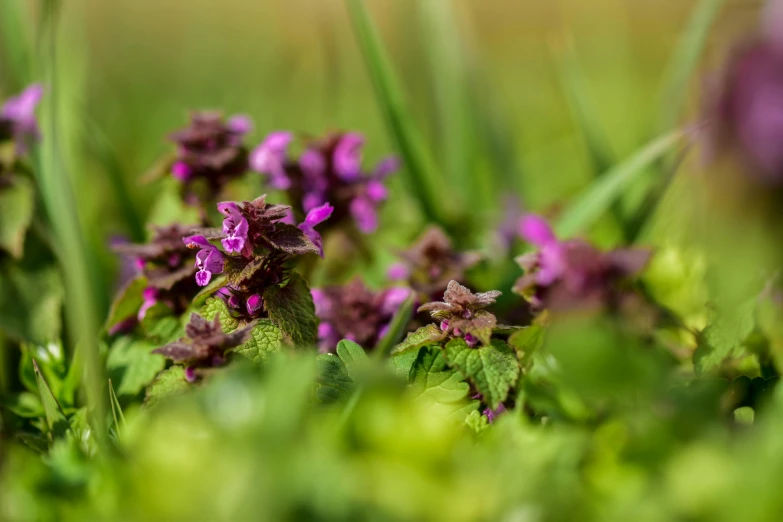 small purple flowers growing in a grass field